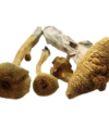 Alacabenzi Magic Mushroom