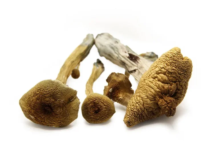 Alacabenzi Magic Mushroom