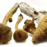 Alacabenzi Magic Mushroom