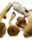 Alacabenzi Magic Mushroom