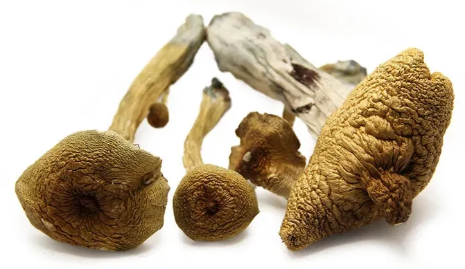 Alacabenzi Magic Mushroom