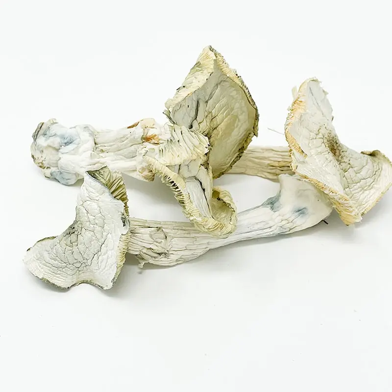 Albino A+ Mushrooms Albino A+ Mushrooms