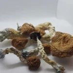 Amazonian Magic Mushrooms