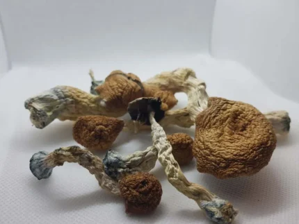 Amazonian Magic Mushrooms
