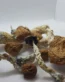Amazonian Magic Mushrooms