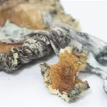 Blue Meanie Mushroom