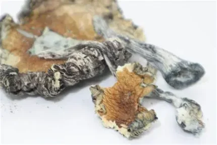 Blue Meanie Mushroom