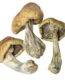 Cambodian Magic Mushroom