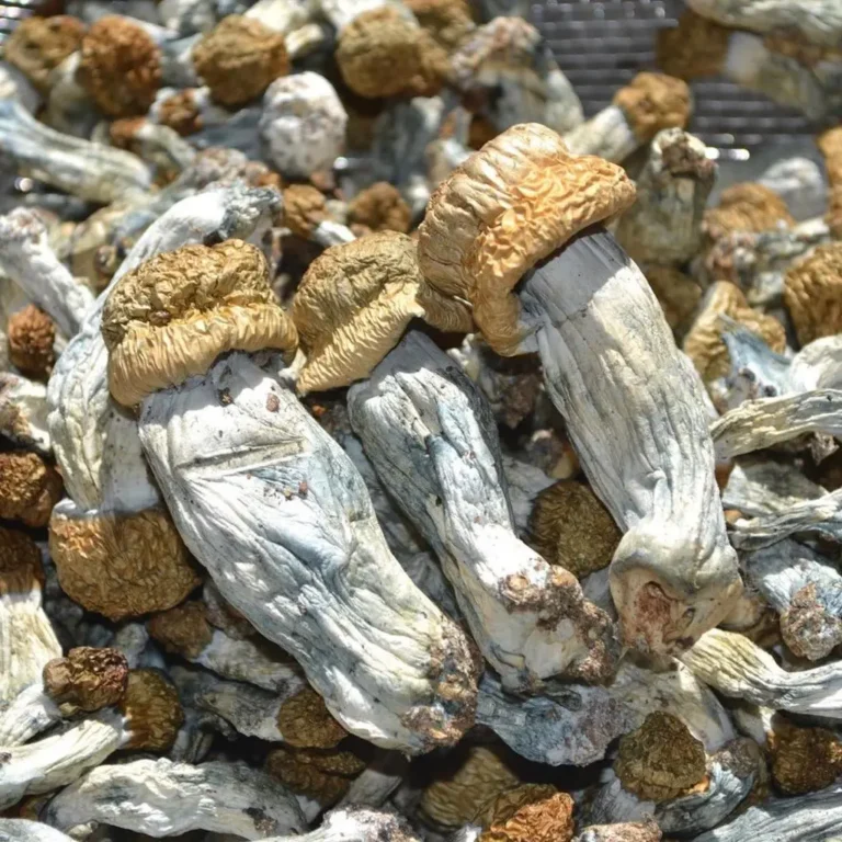 Ecuadorian Magic Mushrooms
