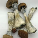 Golden teacher magic mushroom