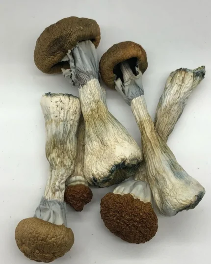 Golden teacher magic mushroom