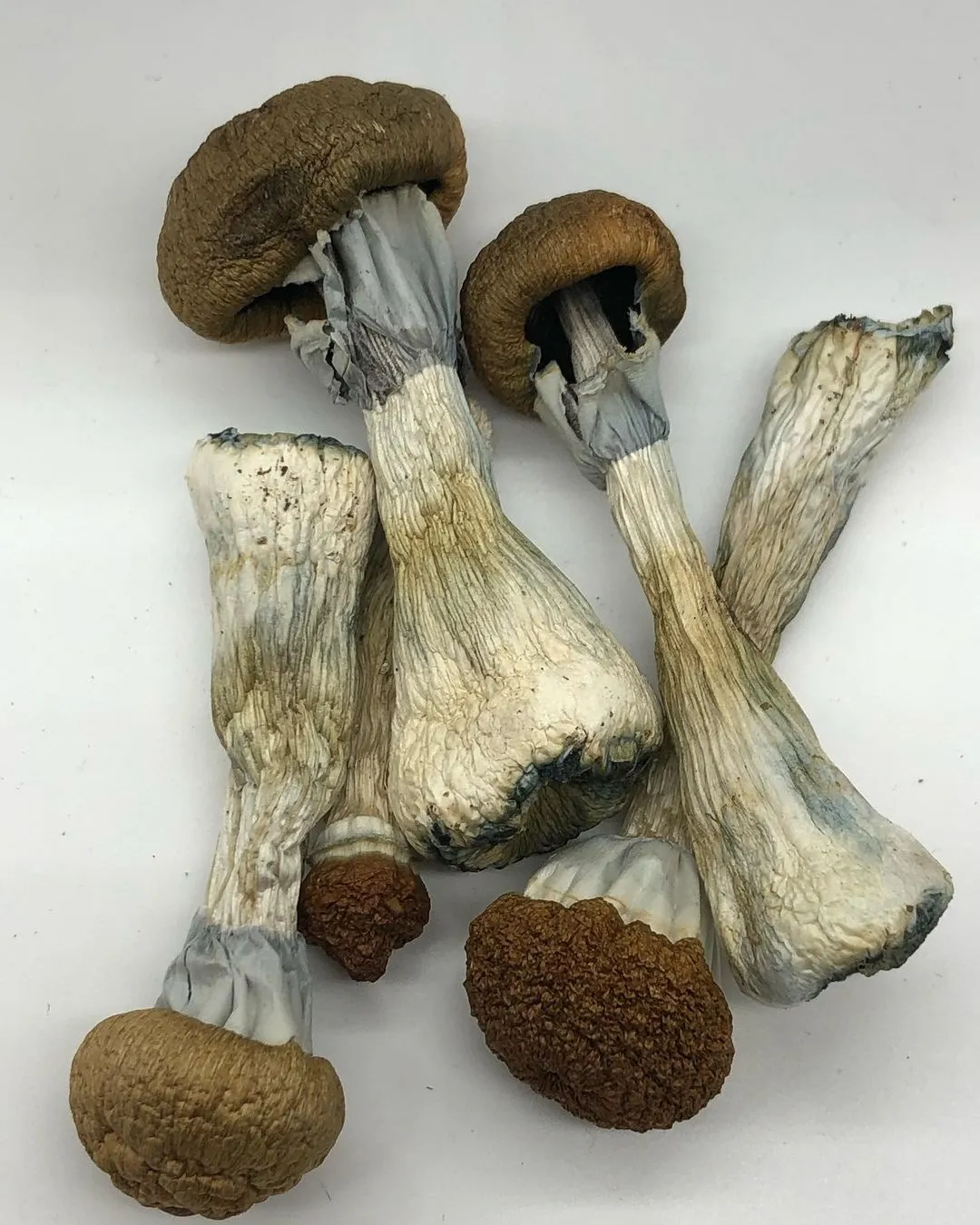 Golden teacher magic mushroom Golden teacher magic mushroom