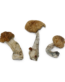 Hawaiian Magic Mushroom