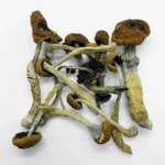 Malabar Magic Mushroom