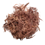 Mimosa hostilis – Inner root bark Jurema Preta