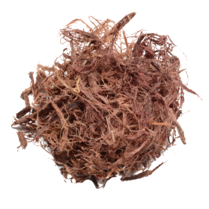 Mimosa hostilis – Inner root bark Jurema Preta