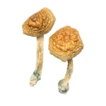 Order Golden Mammoth Magic Mushroom.