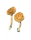 Order Golden Mammoth Magic Mushroom.
