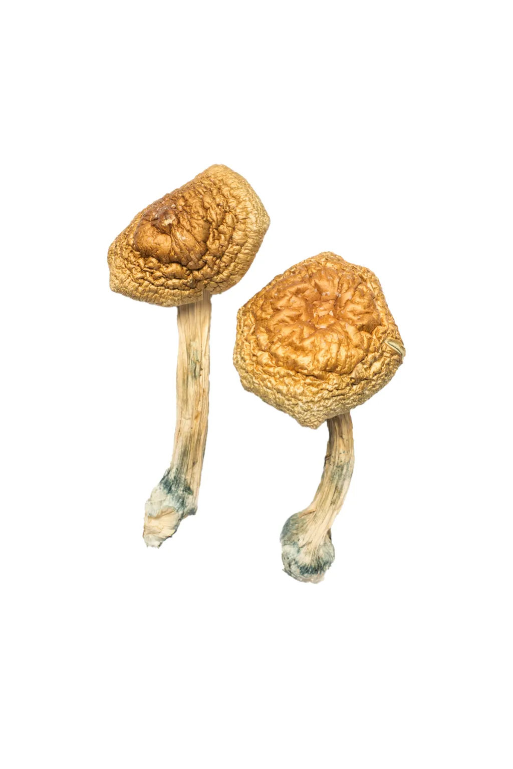 Order Golden Mammoth Magic Mushroom. Order Golden Mammoth Magic Mushroom.