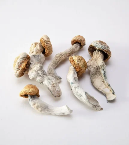 Penis Envy Mushrooms
