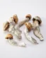 Penis Envy Mushrooms