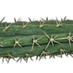Peruvian Torch Cactus Trichocereus peruvianus