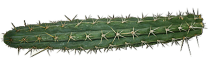Peruvian Torch Cactus Trichocereus peruvianus