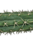 Peruvian Torch Cactus Trichocereus peruvianus