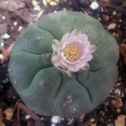 Peyote Seeds