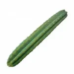 San Pedro Cactus Pachanoi