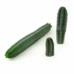 San Pedro Cactus Peruvianus