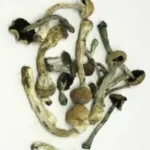 Transkei Magic Mushroom