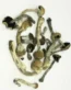 Transkei Magic Mushroom