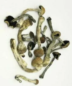 Transkei Magic Mushroom Transkei Magic Mushroom