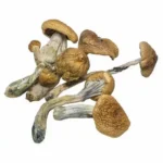 cubensis b magic mushroom